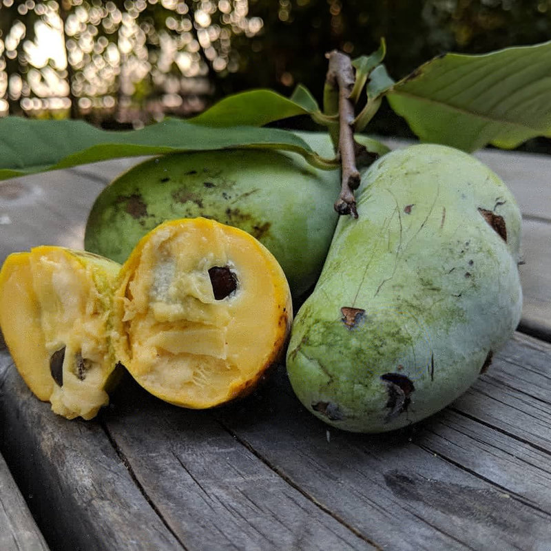 How to eat Pawpaw